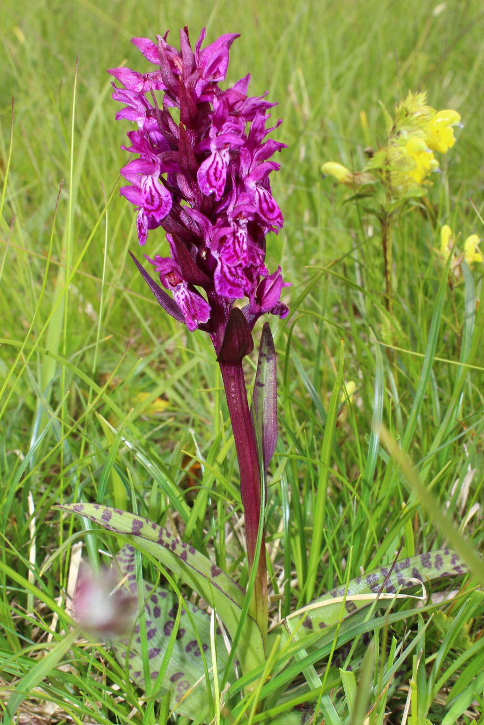 Dactylorhiza da determinare 2